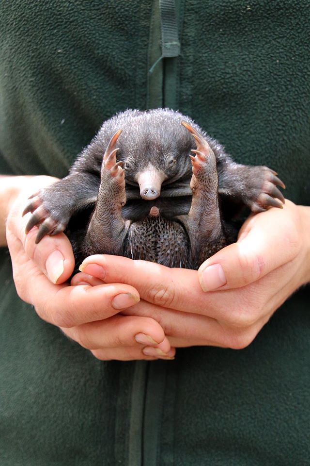 Reprodução/Facebook (Taronga Zoo)