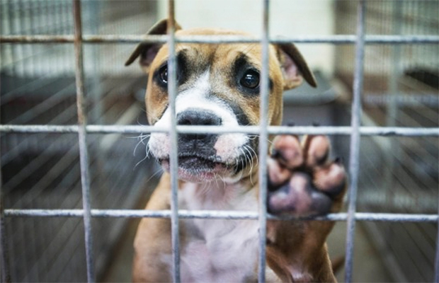 Aprovada morte de animais de rua e multa para quem alimentá-los?