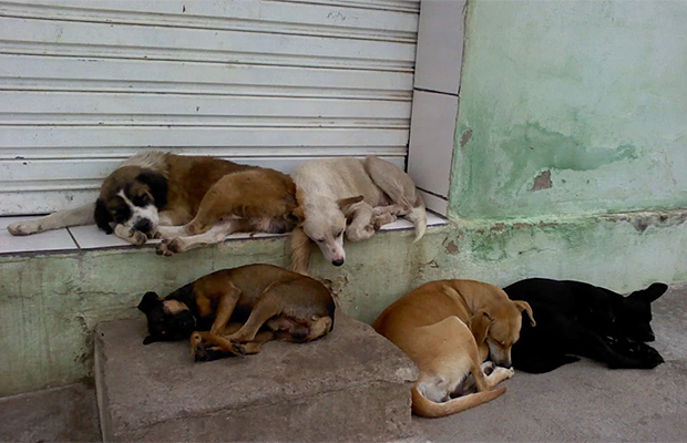 Aprovada morte de animais de rua e multa para quem alimentá-los?