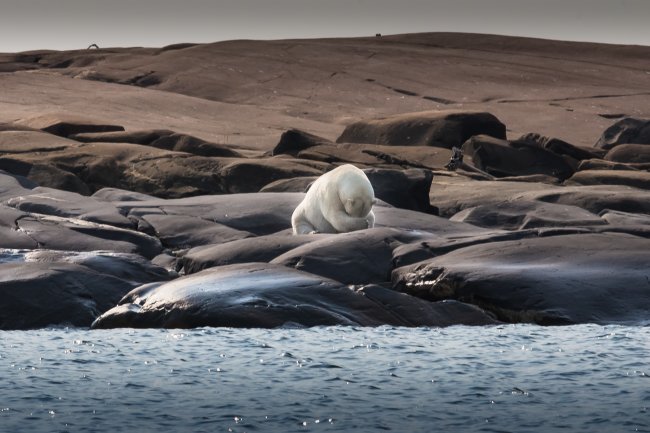 Um urso polar escondendo o rosto e se protegendo dos impactos causados pelas mudanças climáticas, como o aumento das temperaturas polares