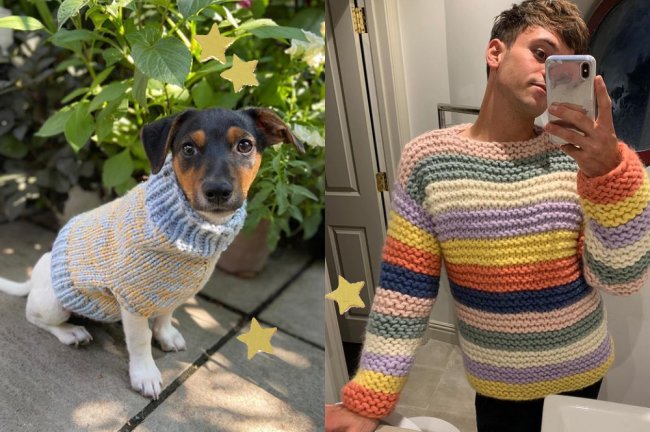 Um cachorro vestindo um suéter bege e azul, e o saltador Tom Daley vestindo um suéter colorido