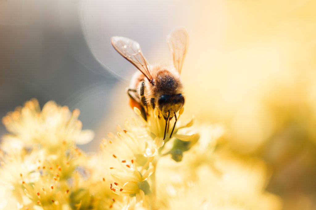 Foto de uma abelha polinizando uma flor. Está Sol e é um dia claro