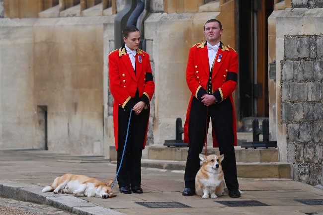 O adeus à Rainha Elizabeth II em imagens Membros da guarda real cuidam dos corgis da Rainha Elizabeth II, que foram dar o último adeus à antiga dona