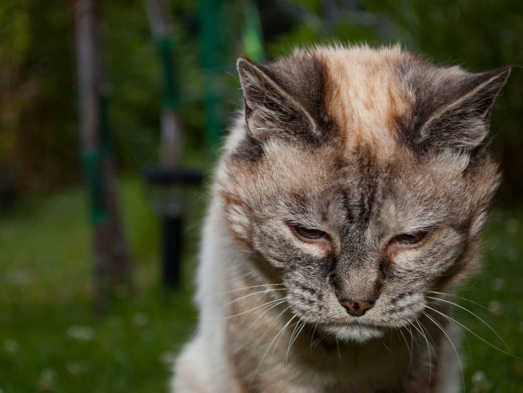 Gato cabisbaixo