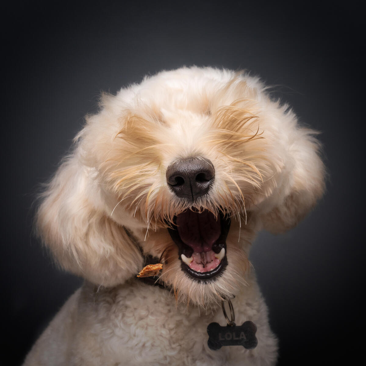 The Comedy Pet Photography Awards 2024 Bernard Sim Singapore Singapore Title: Peek-a-boo Description: Look ma, no eyes! Animal: Golden Doodle Location of shot: Singapore