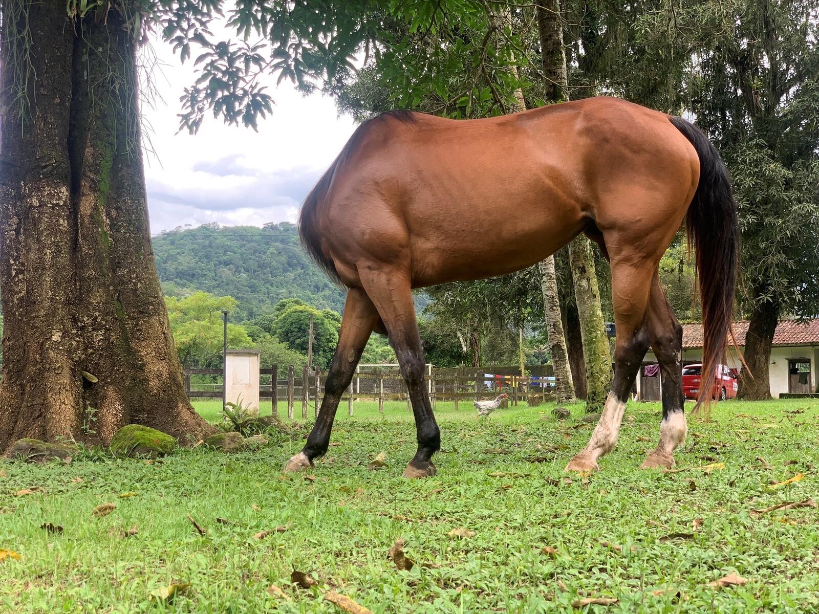 The Comedy Pet Photography Awards 2024 David Kertzman cavalo Rio de Janeiro Brazil Title: What am I thinking ? Description: A little shake of the head and... where is everyone? I was lucky enough to click at the exact moment the head disappeared. Animal: Horse Location of shot: XerÃ©m - Rio de Janeiro