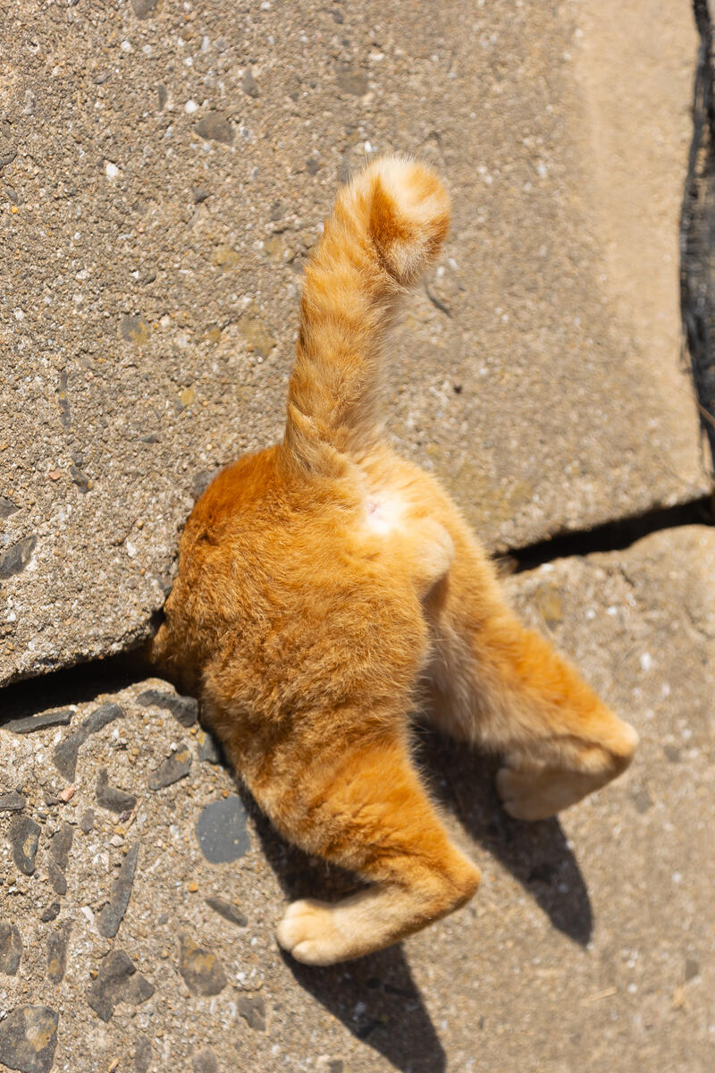 The Comedy Pet Photography Awards 2024 Kenichi Morinaga gato Fukuoka Japan Title: Cat in a trap. Like a Super Mario. Description: Cat in a trap it looks like video game Super Mario world. Animal: cat Location of shot: Fukuoka Japan