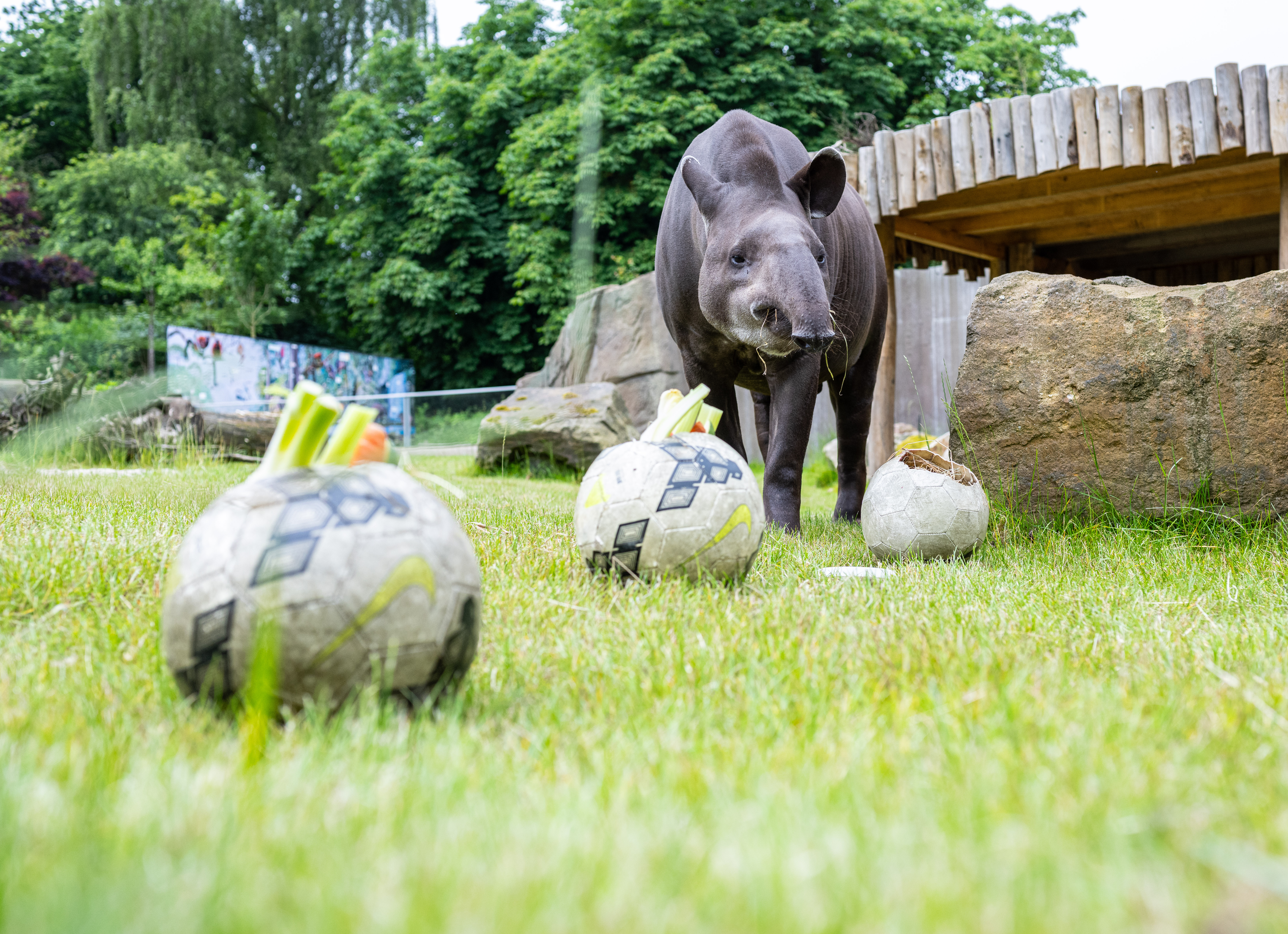 EM2024 – Tapir Theo becomes oracle for Germany matches